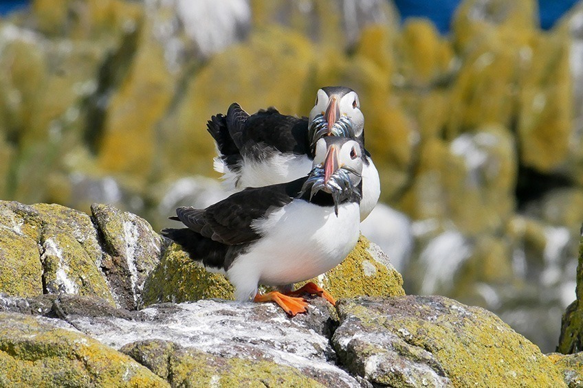 Papegaaiduikers op Isle of Skye